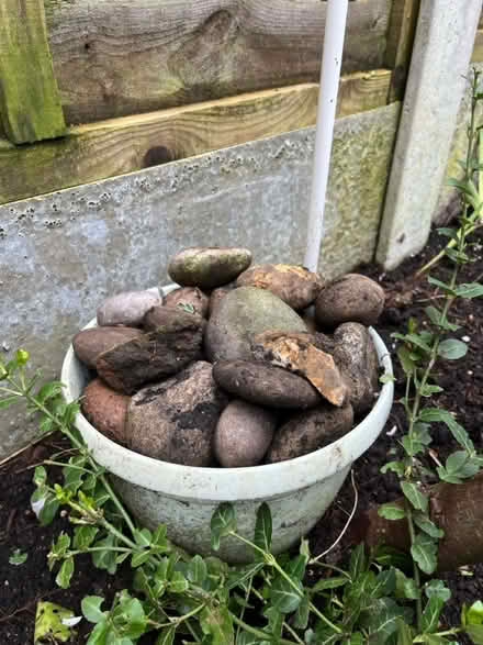 Photo of free Pebbles (Wilbury avenue BN3) #2