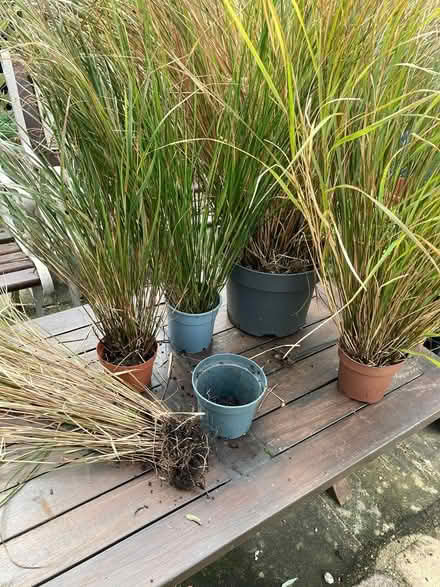 Photo of free ‘Prairie’ grasses (Worthing BN11) #3