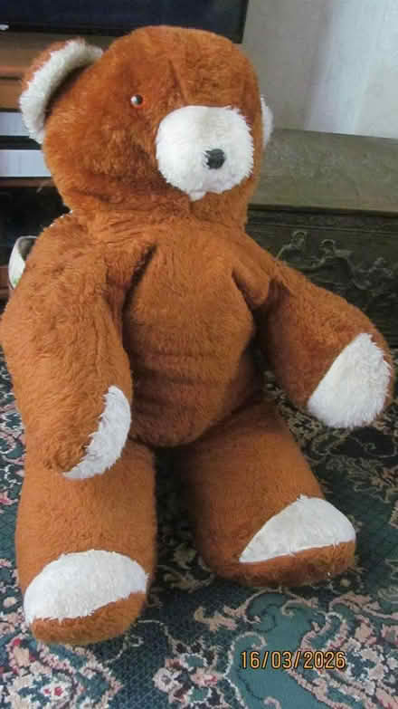Photo of free Brown Bear (didsbury M20) #1