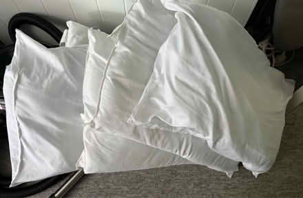 Photo of free Pillows x 5 (South Harting GU31) #1