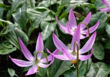 Photo of Daylilies / dog tooth violet (Kendal LA9) #2