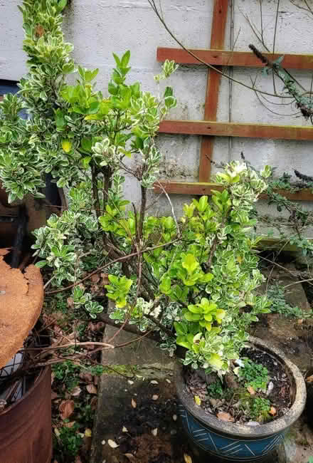 Photo of free Euonymus japonicus. Large (Bowerham) #1