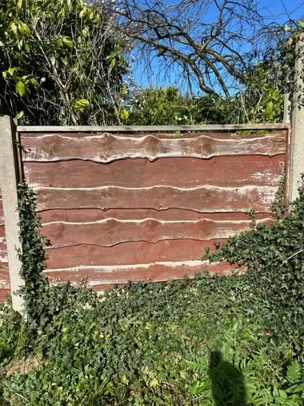 Photo of free 20 x fence panels (Lymm) #3