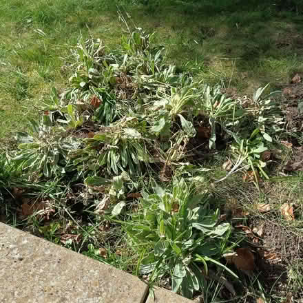 Photo of free Rose Campion plants (West Runton NR27) #1
