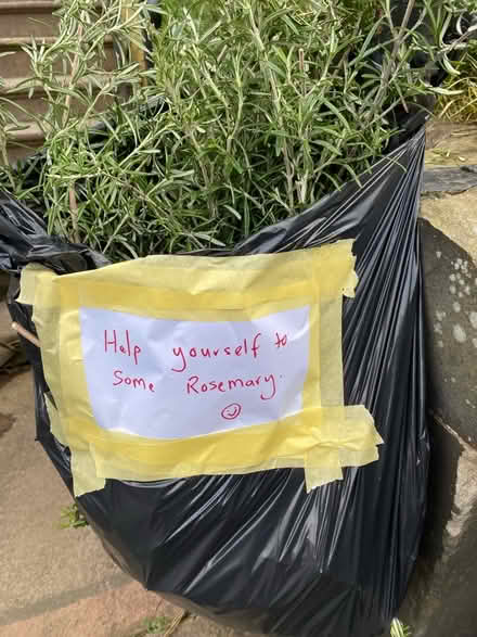 Photo of free Fresh Rosemary (Lochend EH6) #1