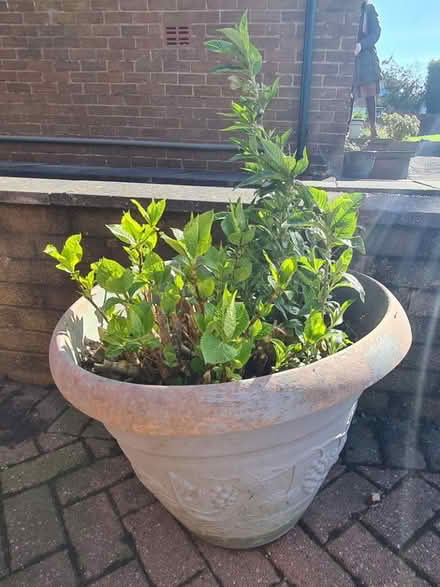 Photo of free Hydrangea & Buddleia (Baxenden BB5) #1