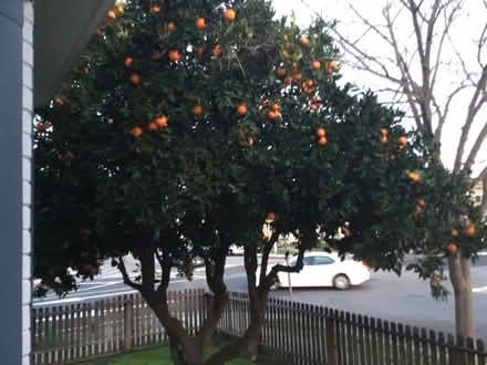 Photo of free oranges (El Camino & Lafayette) #1
