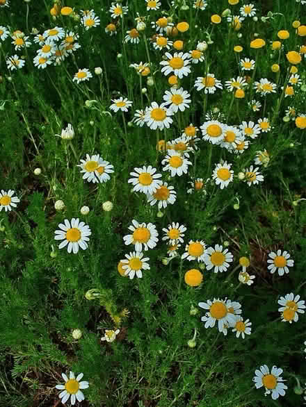 Photo of free Bare Root Chamomile (Normandy nr Guildford GU3) #2