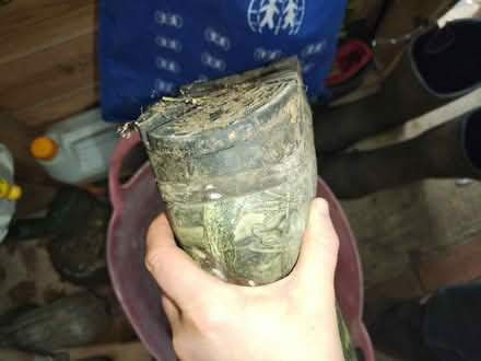 Photo of free Mens size 10 wellies (Clopton, IP13) #2