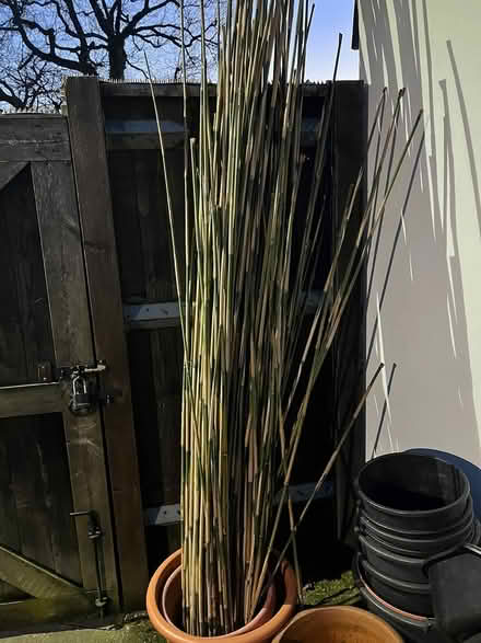 Photo of free Bamboo (Leverstock Green HP2) #1