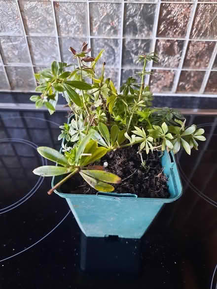 Photo of free Woodruff cutting (Morden SM4) #2