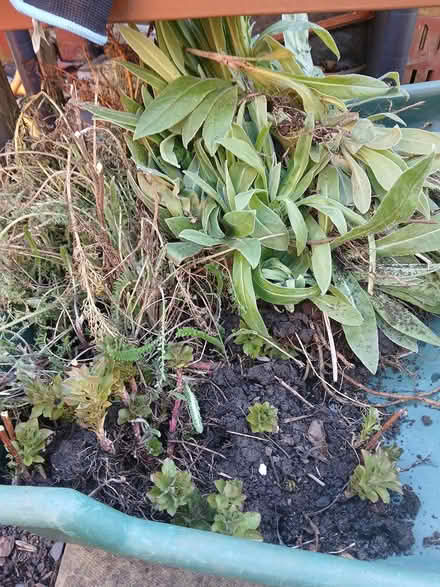 Photo of free Perrenials (Eston TS6) #1