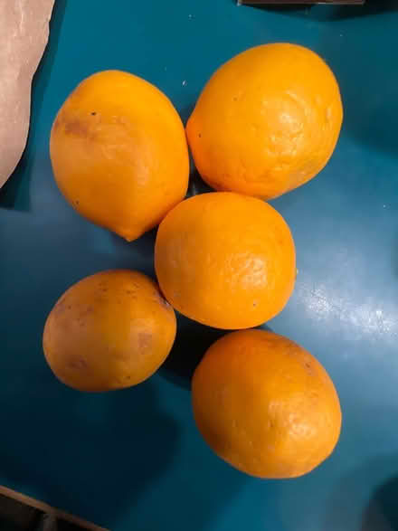 Photo of free Meyer lemons (Lake City/Meadowbrook) #1