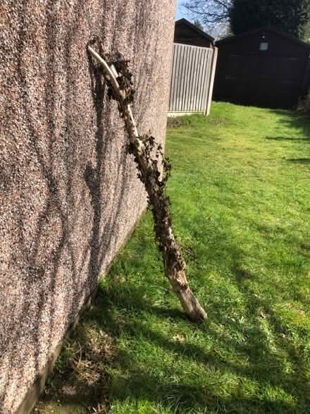 Photo of free Wood branch reptile house (Kidderminster DY10) #1