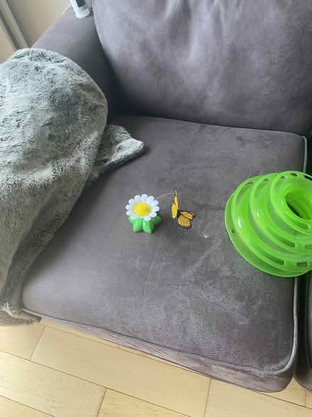 Photo of free Cat Toys (Liberton EH16) #3