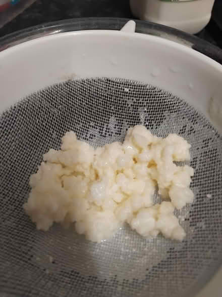 Photo of free Kefir grains (Gosport PO13) #1