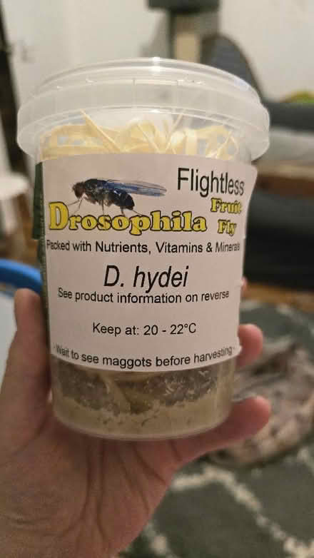 Photo of free Fruit flies (Bellingham SE6) #1