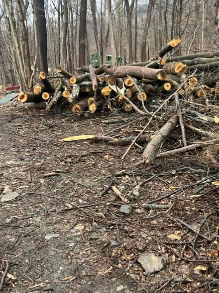 Photo of free Timber (Beacon) #3