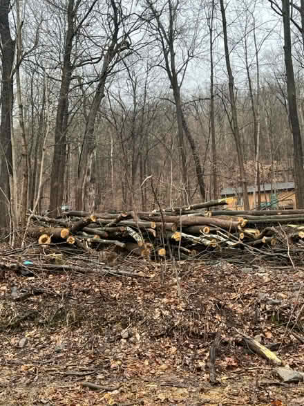 Photo of free Timber (Beacon) #4