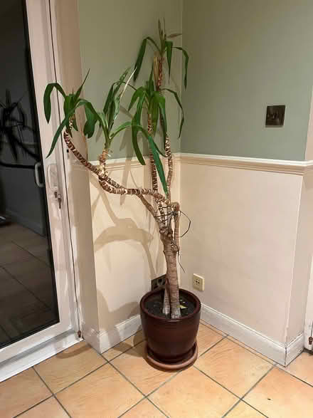Photo of free Ficus (Woodlands TW7) #1