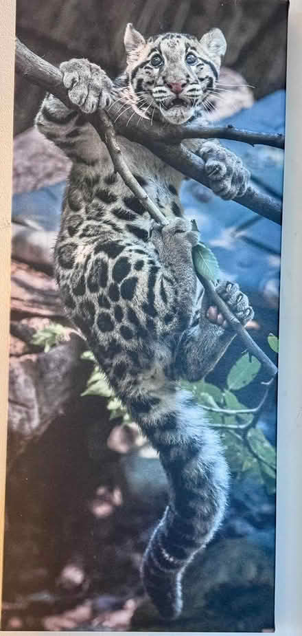 Photo of free Framed prints (Bethesda) #1