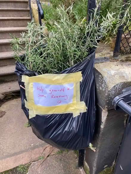 Photo of free Fresh Rosemary (Lochend EH6) #2