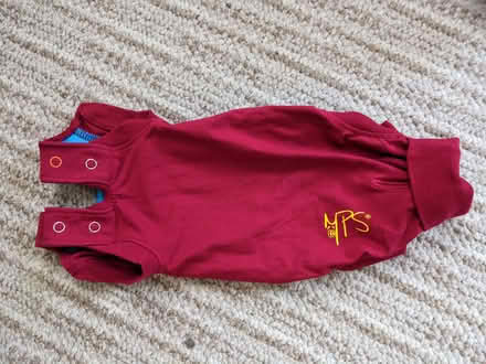 Photo of free kitten bits (snodland) #2