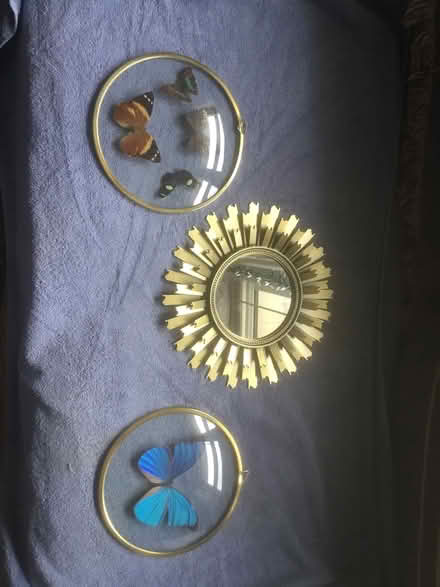 Photo of free Butterflies (Morrisville) #1