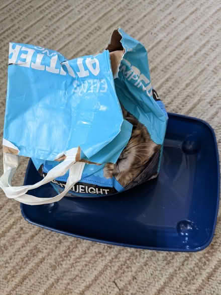 Photo of free kitten bits (snodland) #4