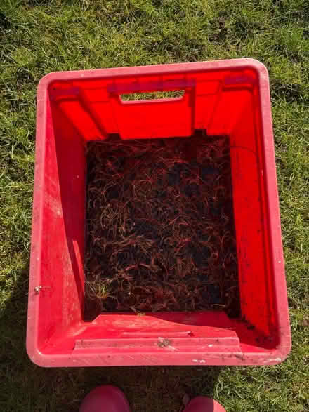 Photo of free Bare Root Chamomile (Normandy nr Guildford GU3) #1