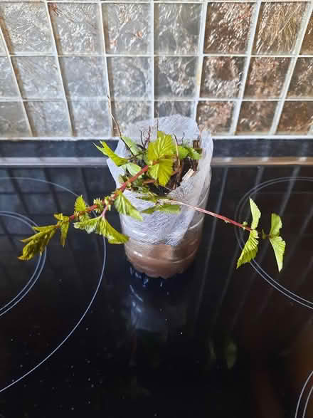 Photo of free Meadowsweet seedling attracts bees (Morden SM4) #4
