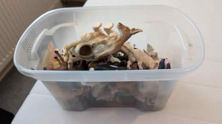Photo of free Big box of plastic animals (Bishop's Stortford) #1
