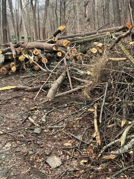 Photo of free Timber (Beacon) #1