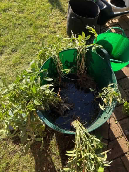 Photo of free Everlasting Sweet Pea (Normandy nr Guildford GU3) #1