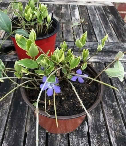 Photo of free Trailing perennial Vinca major (greater periwinkle) (Wheatley OX33) #1