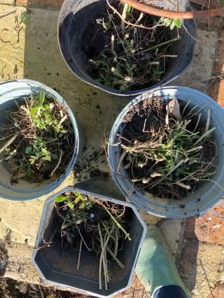Photo of free Verbena Bonariensis Plants (New Malden KT3) #1