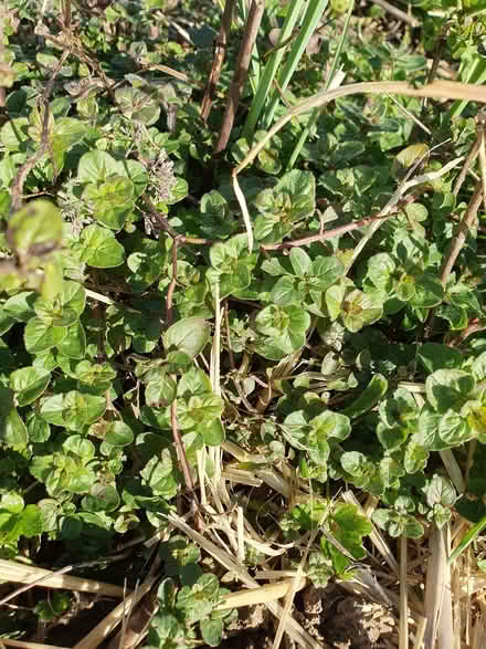 Photo of free oregano / marjoram (New Greens AL3) #1