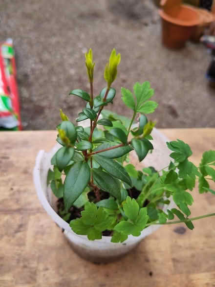 Photo of free Small Chilean Guava (L1 Liverpool City Centre) #1