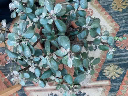 Photo of free Money tree with issues (BN43) #2