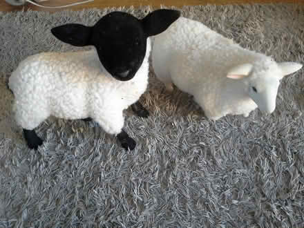 Photo of free 2 sheep (Shenley Brook End MK5) #1