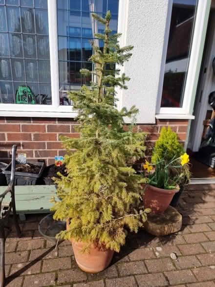 Photo of free 5ft Spruce - needs new pot (Sale M33) #2