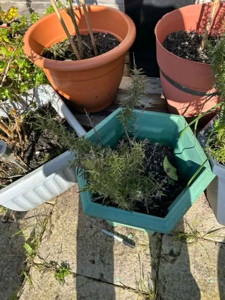 Photo of free Plants in pots (Brixham) #2