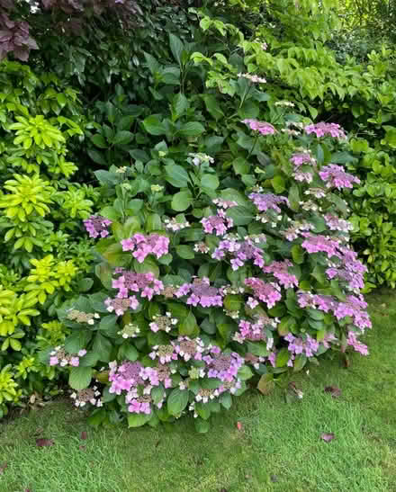 Photo of free Hydrangea cuttings (Hendon NW4) #2