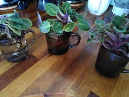 Photo of free African vVolets (Thornton Heath CR7) #1