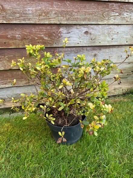 Photo of free Azalea plant (Waterlooville PO7) #1