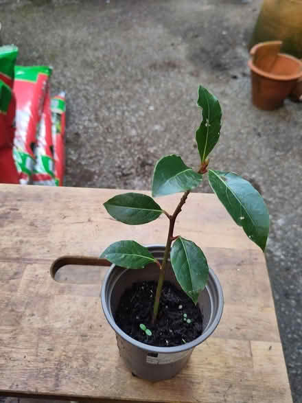 Photo of free Small Bay leaf plant (L1 Liverpool City Centre) #1