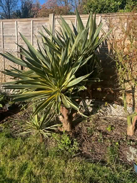 Photo of free Yukka plant (Woodford green IG8) #1