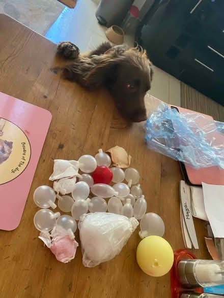 Photo of free Squeakers for dog toys (Colehill, Wimborne) #1