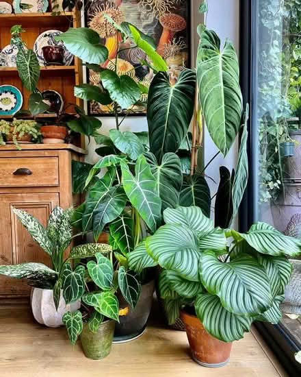 Photo of Plants indoor and outdoor (Barnet, Stirling Corner WD6) #1