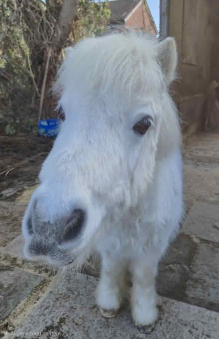 Photo of free Manure (Prenton CH43) #1